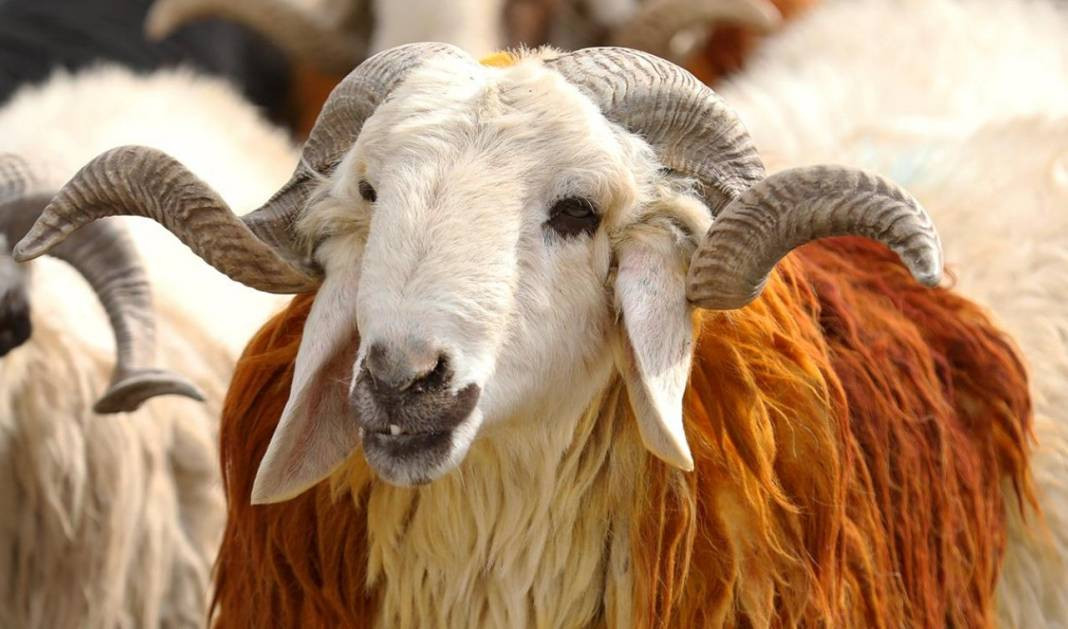 Kurban ibadetiyle ilgili doğru bilinen yanlışlar - Resim: 20